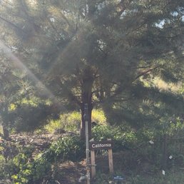 California tree California tree