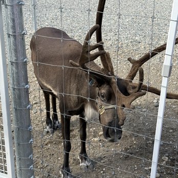 Antler Academy - Gift Shops Near Me - North Pole, Alaska Antler Academy - Gift Shops Near Me - North Pole, Alaska