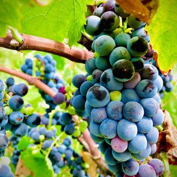 Masia de la Vinya Winery - Bountiful - Wineries Near Me - Temecula, California Masia de la Vinya Winery - Bountiful - Wineries Near Me - Temecula, California