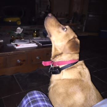 Happy Dog Hotel - What's up - Pet Boarding Near Me - Carencro, Louisiana