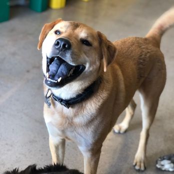 Camp Bow Wow - Pet Groomers Near Me - Denver, Colorado