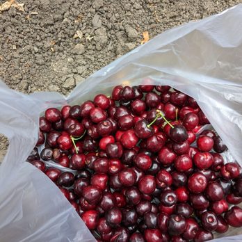 U Pick Orchards - So many cherries!  Quality haul. - Pick Your Own Farms Near Me - Morgan Hill, California