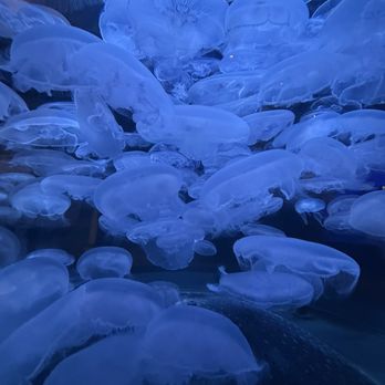 Vancouver Aquarium - Moon Jellyfish in abundance! - Aquariums Near Me - Vancouver, British Columbia Vancouver Aquarium - Moon Jellyfish in abundance! - Aquariums Near Me - Vancouver, British Columbia