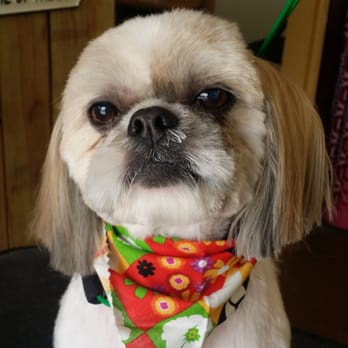 Shampoochie Pet Grooming - Pet Groomers Near Me - Granbury, Texas Shampoochie Pet Grooming - Pet Groomers Near Me - Granbury, Texas
