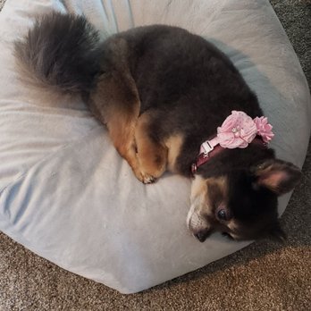 Blue Dogs Grooming - Fun day at the groomer. - Pet Groomers Near Me - Escondido, California