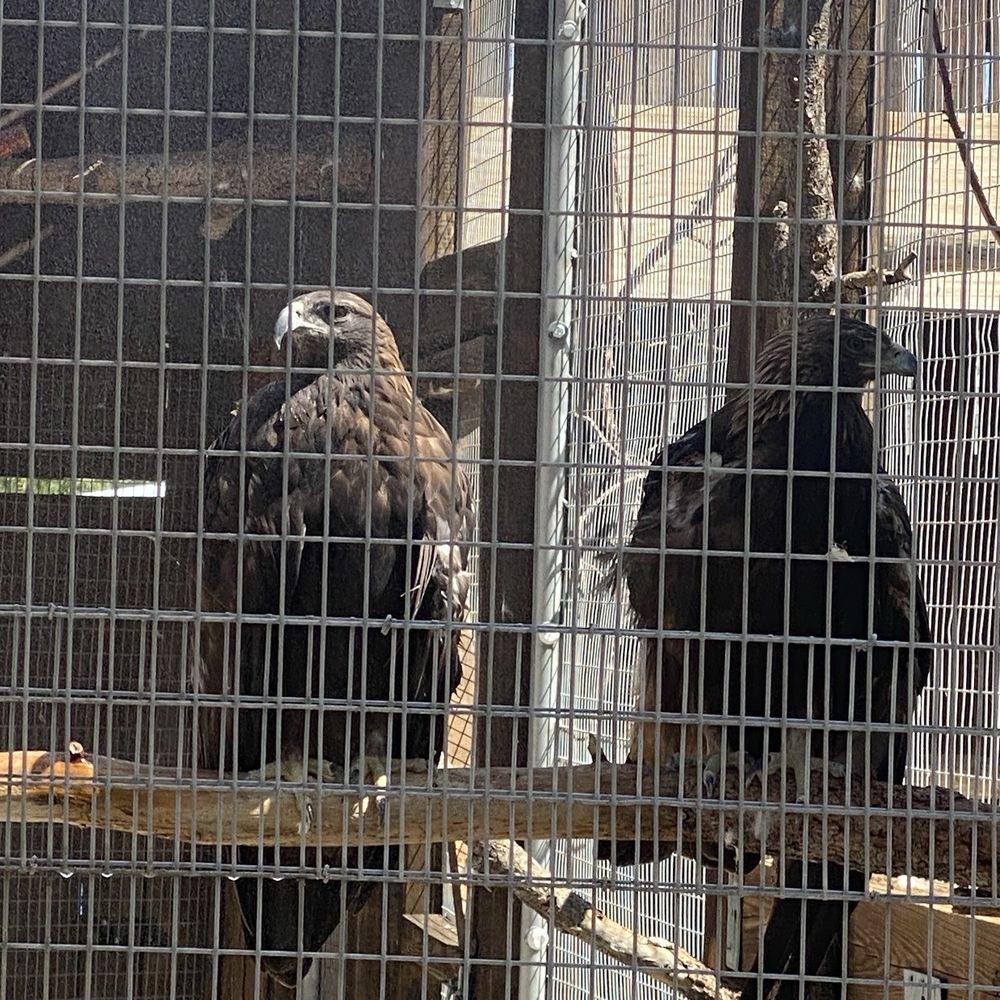 Big Bear Alpine Zoo - Zoos Near Me - Big Bear Lake, California Big Bear Alpine Zoo - Zoos Near Me - Big Bear Lake, California