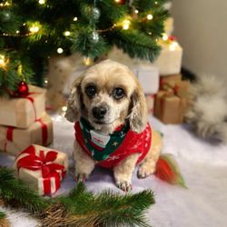 Sisters Groomery - Christmas 2024