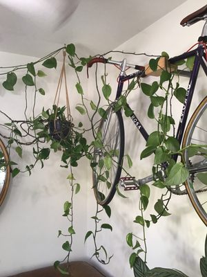 Venice Plants by null