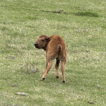 Yellowstone Wild - Bison calf - Tours Near Me