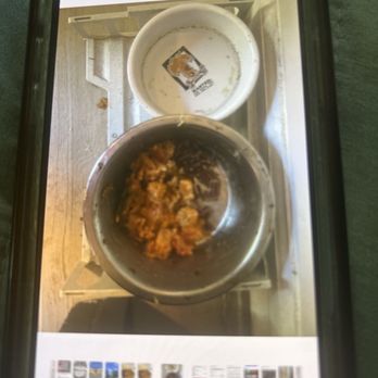 Ledet Restaurant - Ledet salmon in my dog's bowl. He loved it but like most dogs, his standards are low. - Ethiopian Near Me - Stone Mountain, Georgia