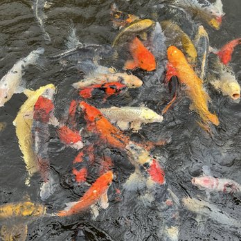Sensei by Nobu - Feed koi for fun! - Asian Fusion Near Me - Lanai City, Hawaii
