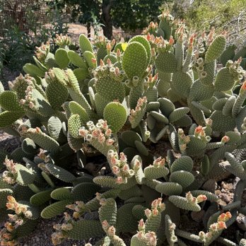 Desert Botanical Garden - Botanical Gardens Near Me - Phoenix, Arizona
