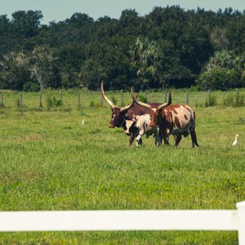 Westgate River Ranch Resort & Rodeo - Resorts Near Me - River Ranch, Florida Westgate River Ranch Resort & Rodeo - Resorts Near Me - River Ranch, Florida
