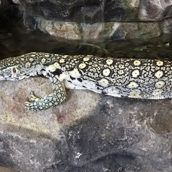 Shedskin Reptiles - Reptile Shops Near Me - Tracy, California