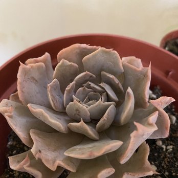 Aki Nursery - Nurseries & Gardening Near Me - Irvine, California