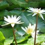 Photo of Nature de Cheveux