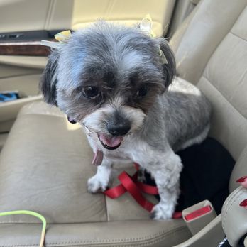 PetSmart Doggie Day Camp - Sophie - Pet Stores Near Me - Phoenix, Arizona