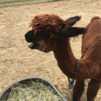 Island Alpaca - Nom nom nom - Knitting Supplies Near Me - Oak Bluffs, Massachusetts