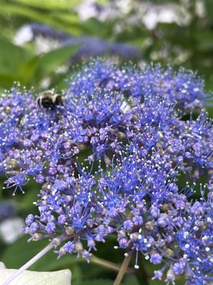Green Animals Topiary Garden by null
