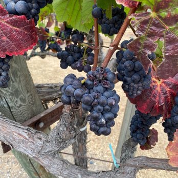 Saintsbury - Wineries Near Me - Napa, California Saintsbury - Wineries Near Me - Napa, California