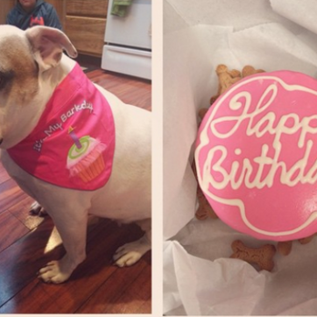 Parsons' Pet Sitting Services - Daisy during her one year anniversary on being adopted from the shelter. Her true birthday is unknown so a new date was created by her owner - Dog Walkers Near Me Parsons' Pet Sitting Services - Daisy during her one year anniversary on being adopted from the shelter. Her true birthday is unknown so a new date was created by her owner - Dog Walkers Near Me
