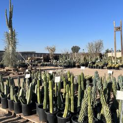 Arizona Cactus Sales