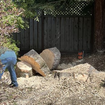 Sierra Tree Company - Just before root removal - Tree Services Near Me - Rohnert Park, California Sierra Tree Company - Just before root removal - Tree Services Near Me - Rohnert Park, California