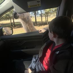 Lama