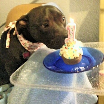 Bones-N-Scones - Today is our sweet Gypsy Rose's 1st Birthday! She LOVED her pupcake from Bones-N-Scones!! Thanks guys!! - Pet Stores Near Me - Palm Springs, California Bones-N-Scones - Today is our sweet Gypsy Rose's 1st Birthday! She LOVED her pupcake from Bones-N-Scones!! Thanks guys!! - Pet Stores Near Me - Palm Springs, California
