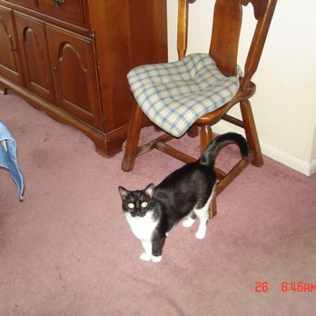 Angel Pet Sitting - MY CAT ALICE - Dog Walkers Near Me - West Wildwood, New Jersey Angel Pet Sitting - MY CAT ALICE - Dog Walkers Near Me - West Wildwood, New Jersey