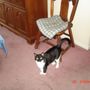 Photo of Angel Pet Sitting