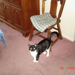 Angel Pet Sitting - MY CAT ALICE