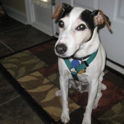 Canine Kisses - Jack