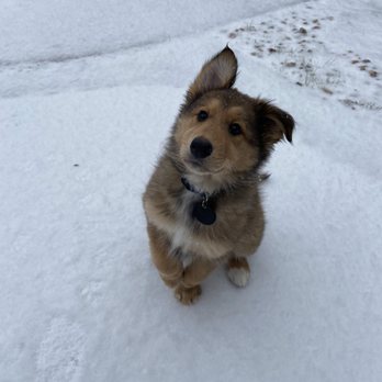 VEG ER for Pets - My baby Ren who was saved by VEG! - Emergency Pet Hospital Near Me - Fort Worth, Texas VEG ER for Pets - My baby Ren who was saved by VEG! - Emergency Pet Hospital Near Me - Fort Worth, Texas
