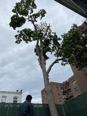 Woody Woodpecker Tree Service Brooklyn Ny Tree Services Mapquest Woody Woodpecker Tree Service Brooklyn Ny Tree Services Mapquest
