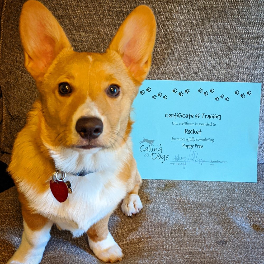 CALLING ALL DOGS Updated August 2024 10 Photos & 27 Reviews 6088