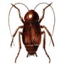 Photo of Eagle Pest Control
