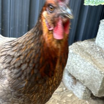 Baxter Barn - Bluebell being Bluebell - Livestock Feed & Supply Near Me - Fall City, Washington