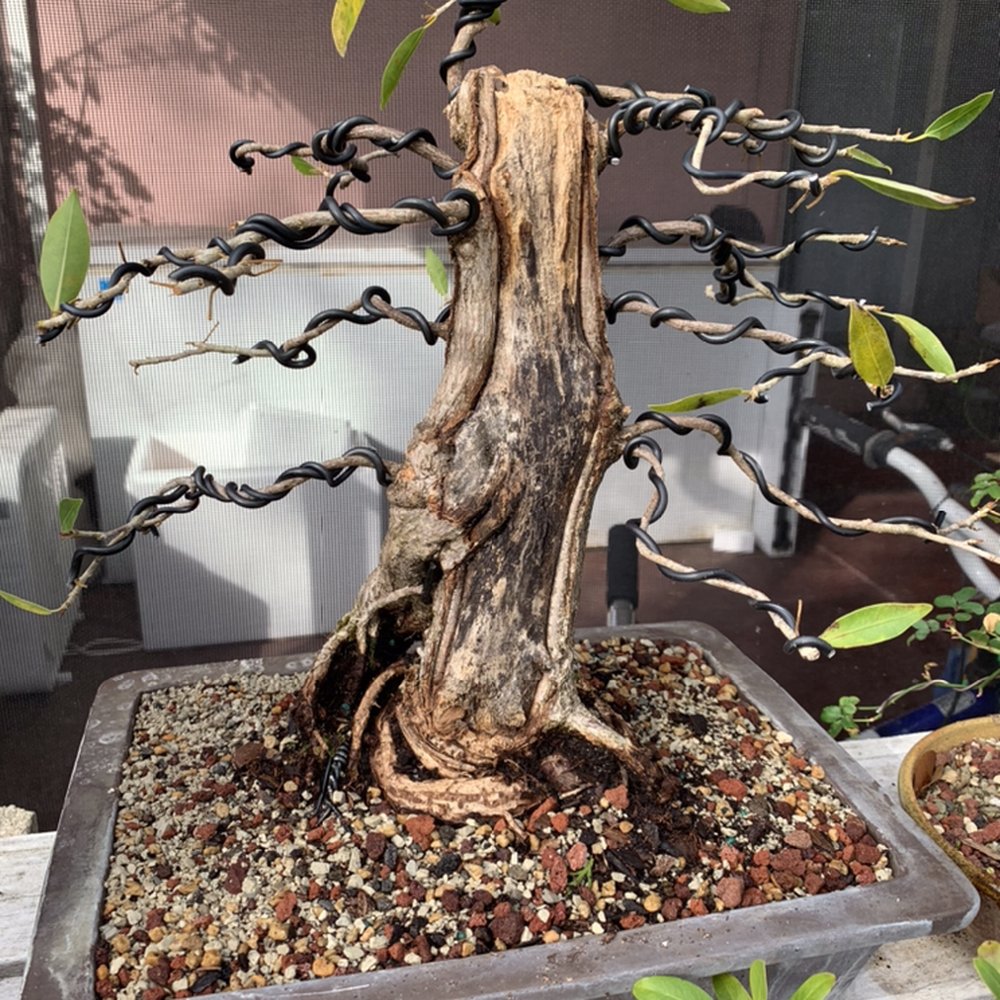 TOP 10 BEST Bonsai Tree Nursery in Tampa, FL - Updated 2026 - Yelp