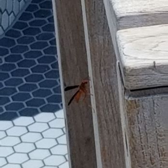 BeetleCat - So, you are outside, there may be a friend hanging around. Tell him to mind his own buzz-ness! - Seafood Near Me - Atlanta, Georgia BeetleCat - So, you are outside, there may be a friend hanging around. Tell him to mind his own buzz-ness! - Seafood Near Me - Atlanta, Georgia