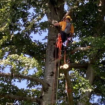 Lumber John's Tree Service - Climbing and trimming a tree - Tree Services Near Me Lumber John's Tree Service - Climbing and trimming a tree - Tree Services Near Me