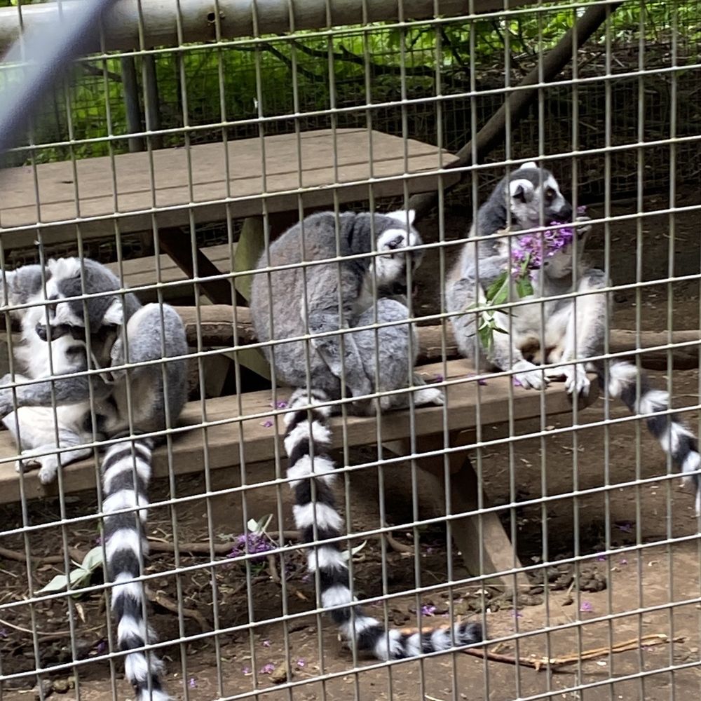 The Outback Kangaroo Farm - Lemurs - Zoos Near Me - Arlington, Washington The Outback Kangaroo Farm - Lemurs - Zoos Near Me - Arlington, Washington