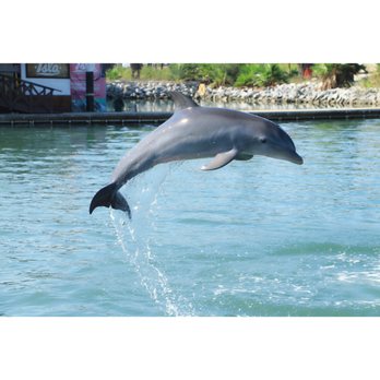 Dolphin Discovery - Henry - Aquariums Near Me - Cabo San Lucas, BCS