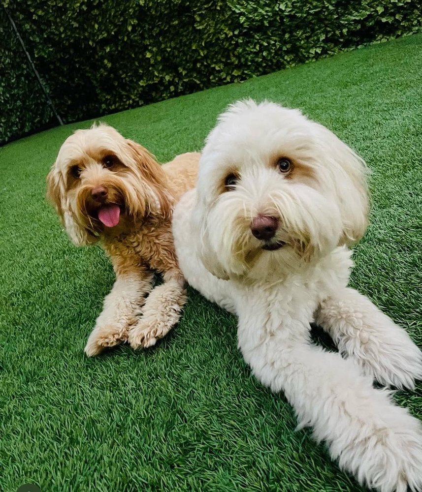 Murphy And Me Pet Sitting - pet boarding facility in Coronado, CA