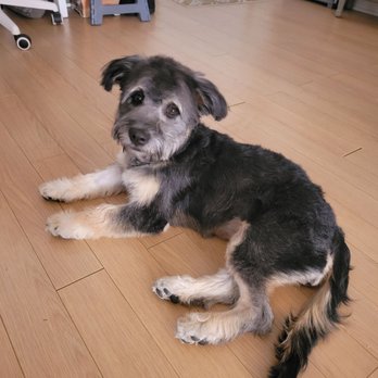 Fluffy Puppy - Little girl with a fresh cut - Pet Groomers Near Me - Pasadena, California Fluffy Puppy - Little girl with a fresh cut - Pet Groomers Near Me - Pasadena, California