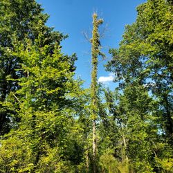 Scenic Woods Park