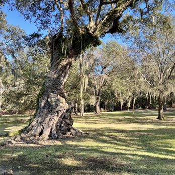 Avery Island - a large tree in a park - Landmarks & Historical Buildings Near Me - New Iberia, Louisiana Avery Island - a large tree in a park - Landmarks & Historical Buildings Near Me - New Iberia, Louisiana