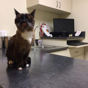 Advanced Veterinary Specialists - Veterinarians Near Me - Santa Barbara, California Advanced Veterinary Specialists - Veterinarians Near Me - Santa Barbara, California