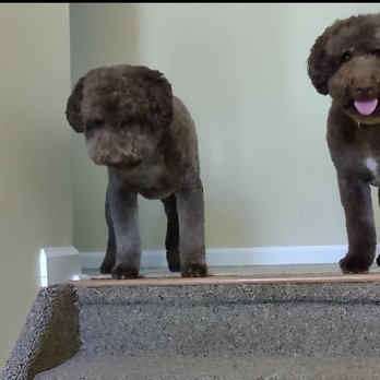 Creature Comfort Grooming - Hey guys we just got groomed earlier today. - Pet Groomers Near Me