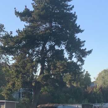 Bunyon Bros. Tree Service - Tree Services Near Me Bunyon Bros. Tree Service - Tree Services Near Me